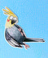 Cockatiel sticker