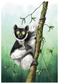 Indri Lemur art print
